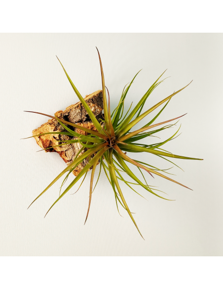 Tillandsia Tenuifolia Rubra Ecoterrazas