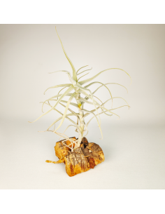 Tillandsia Paleacea Canta Ecoterrazas