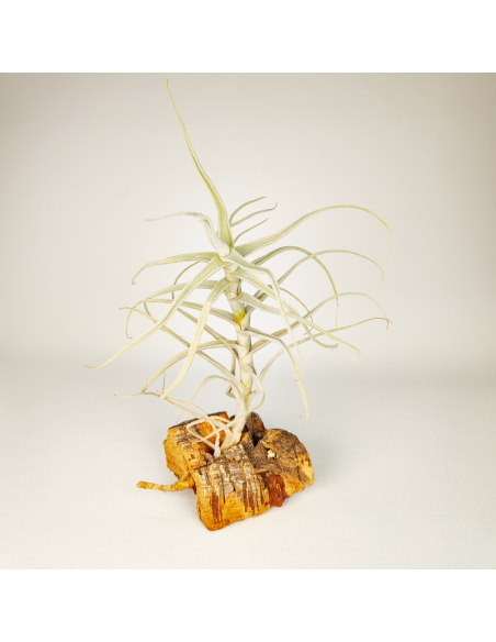 Tillandsia Paleacea Canta Ecoterrazas