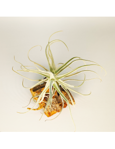 Tillandsia Paleacea Canta Ecoterrazas 2