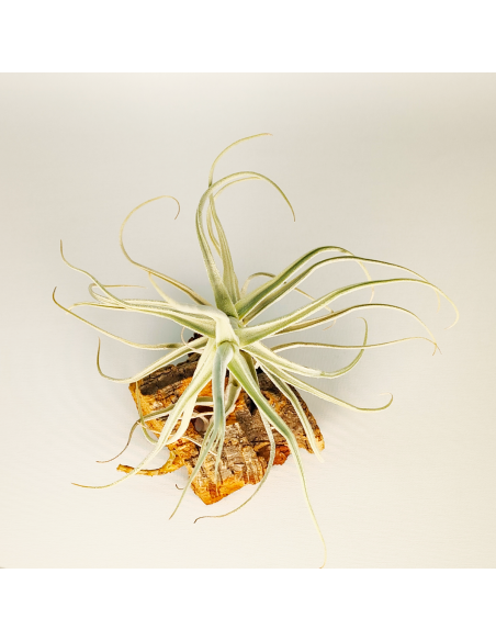 Tillandsia Paleacea Canta Ecoterrazas