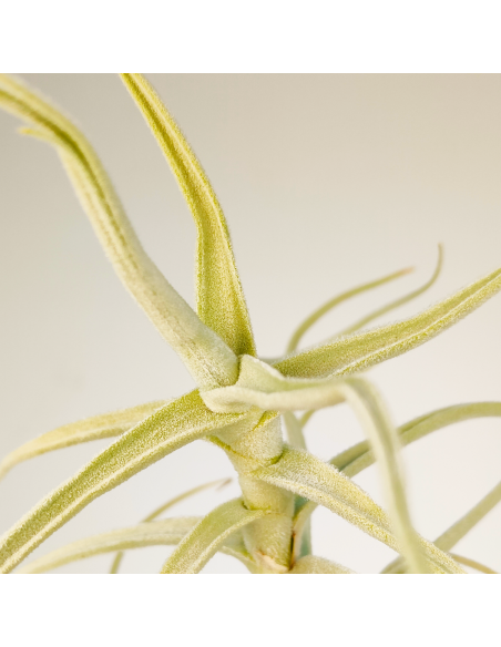 Tillandsia Paleacea Canta Ecoterrazas