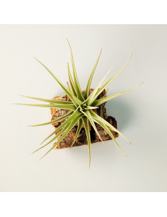 Tillandsia Ixioides x Bergeri Ecoterrazas 2