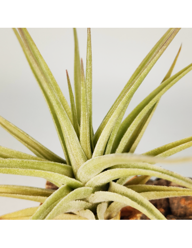 Tillandsia Ixioides x Bergeri Ecoterrazas