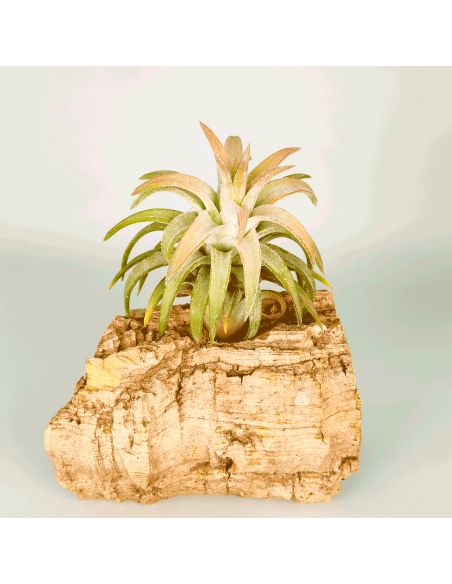 Tillandsia Ionantha Van Hyningii Jumbo | Ecoterrazas.com