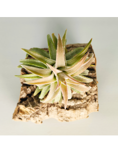 Tillandsia Ionantha Van Hyningii Jumbo | Ecoterrazas.com 2