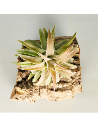 Tillandsia Ionantha Van Hyningii Jumbo | Ecoterrazas.com