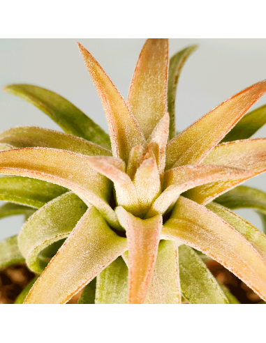 Tillandsia Ionantha Van Hyningii Jumbo | Ecoterrazas.com