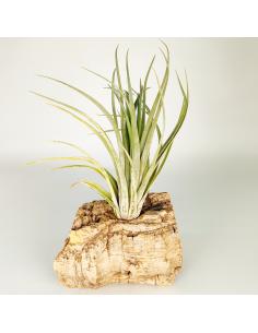 Tillandsia Nidus | Ecoterrazas.com