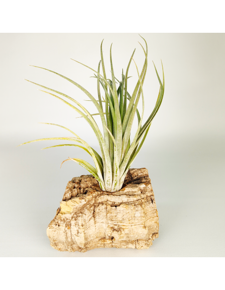 Tillandsia Nidus | Ecoterrazas.com