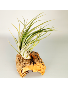Tillandsia Nidus | Ecoterrazas.com 2