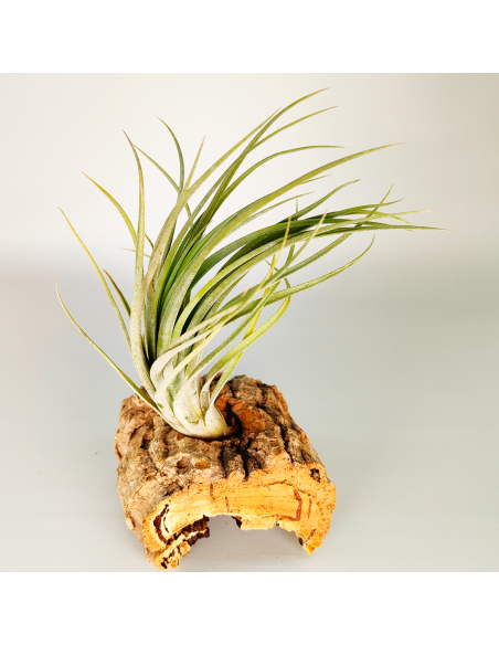 Tillandsia Nidus | Ecoterrazas.com