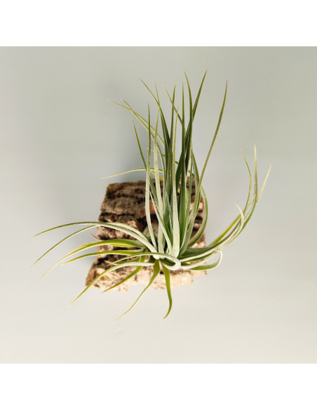 Tillandsia Nidus | Ecoterrazas.com