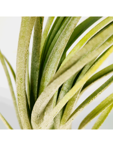 Tillandsia Nidus | Ecoterrazas.com