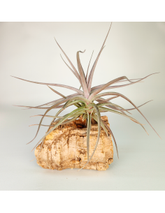 Tillandsia Aeranthos Burgundy | Ecoterrazas.com