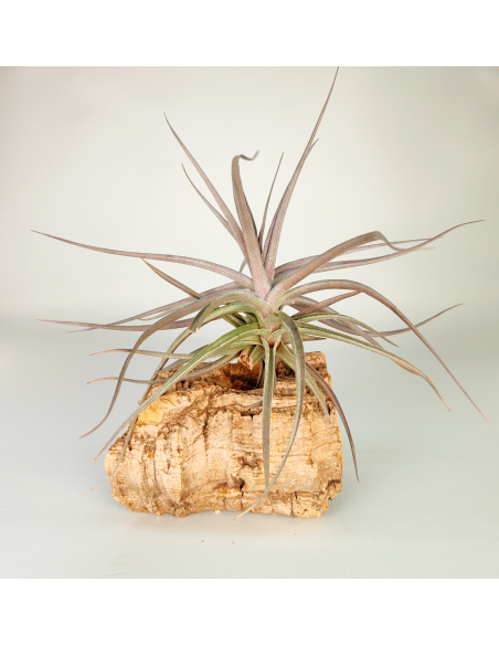 Tillandsia Aeranthos Burgundy | Ecoterrazas.com
