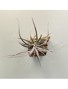 Tillandsia Aeranthos Burgundy | Ecoterrazas.com 2