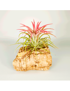 Tillandsia Ionantha Curly Leaf | Ecoterrazas.com