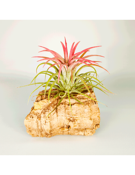 Tillandsia Ionantha Curly Leaf | Ecoterrazas.com