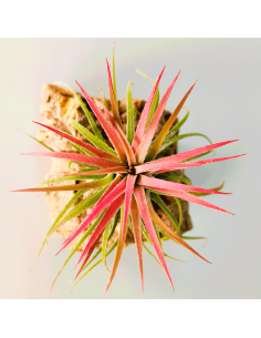 Tillandsia Ionantha Curly Leaf | Ecoterrazas.com 2