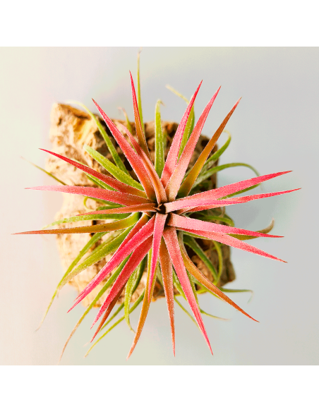 Tillandsia Ionantha Curly Leaf | Ecoterrazas.com