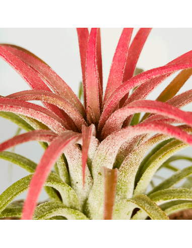 Tillandsia Ionantha Curly Leaf | Ecoterrazas.com