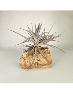 Tillandsia Aeranthos Purple Leaf | Ecoterrazas.com