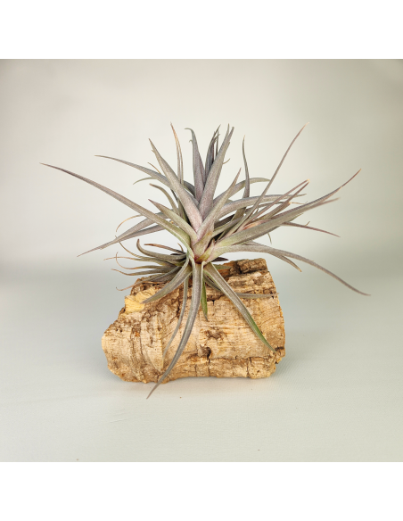 Tillandsia Aeranthos Purple Leaf | Ecoterrazas.com