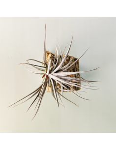 Tillandsia Aeranthos Purple Leaf | Ecoterrazas.com 2