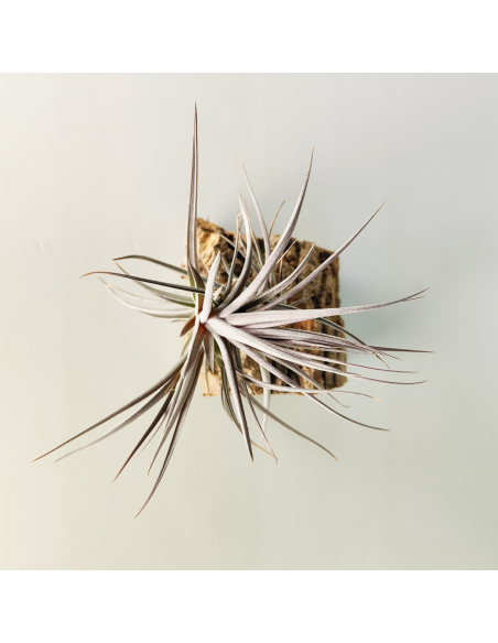Tillandsia Aeranthos Purple Leaf | Ecoterrazas.com