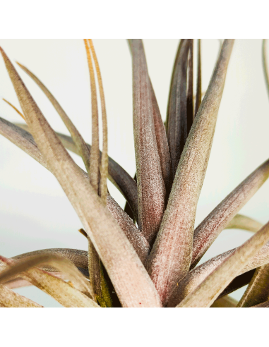 Tillandsia Aeranthos Purple Leaf | Ecoterrazas.com