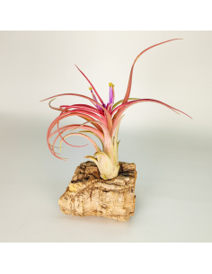 Tillandsia Balbisiana x Caput Medusae XL | Ecoterrazas.com
