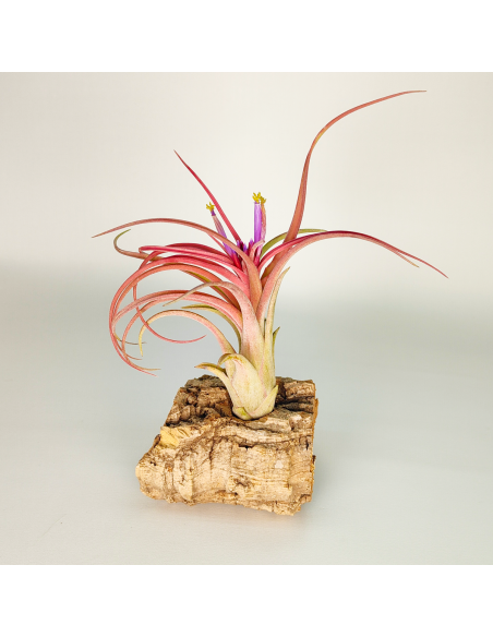 Tillandsia Balbisiana x Caput Medusae XL | Ecoterrazas.com