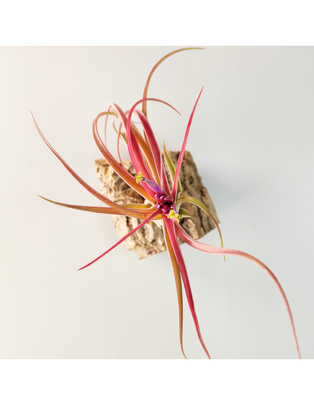 Tillandsia Balbisiana x Caput Medusae XL | Ecoterrazas.com