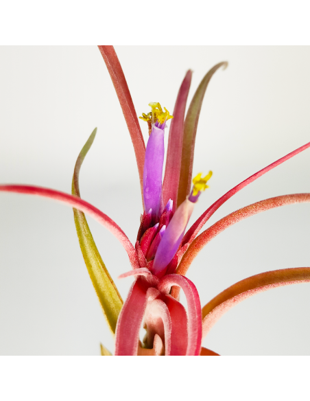 Tillandsia Balbisiana x Caput Medusae XL | Ecoterrazas.com