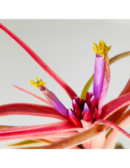 Tillandsia Balbisiana x Caput Medusae XL | Ecoterrazas.com