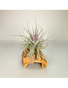 Tillandsia Houston Red Princess | Ecoterrazas.com