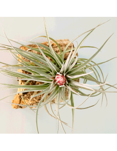 Tillandsia Houston Red Princess | Ecoterrazas.com 2