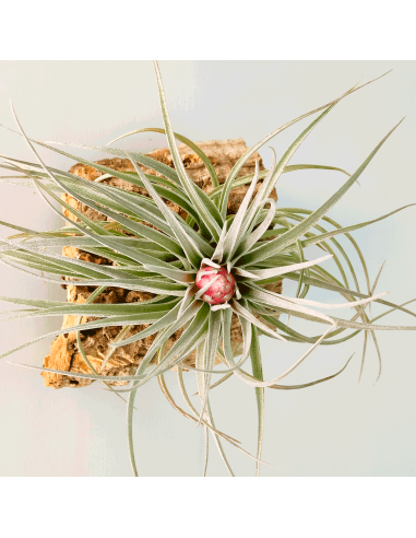 Tillandsia Houston Red Princess | Ecoterrazas.com
