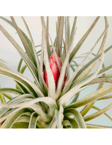Tillandsia Houston Red Princess | Ecoterrazas.com
