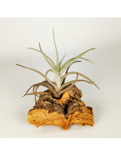 Tillandsia Albertiana x Edithae | Ecoterrazas.com