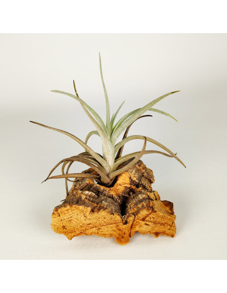 Tillandsia Albertiana x Edithae | Ecoterrazas.com