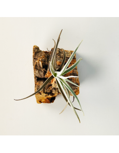 Tillandsia Albertiana x Edithae | Ecoterrazas.com 2