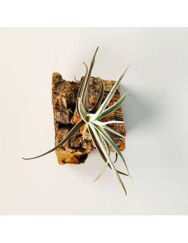 Tillandsia Albertiana x Edithae | Ecoterrazas.com