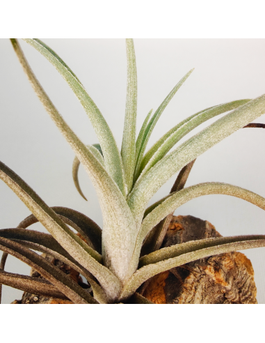 Tillandsia Albertiana x Edithae | Ecoterrazas.com