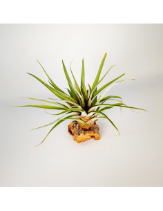 Tillandsia Barthlotti | Ecoterrazas.com