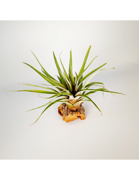 Tillandsia Barthlotti | Ecoterrazas.com