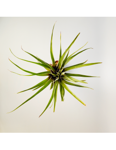 Tillandsia Barthlotti | Ecoterrazas.com 2