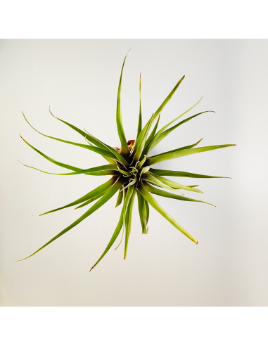Tillandsia Barthlotti | Ecoterrazas.com