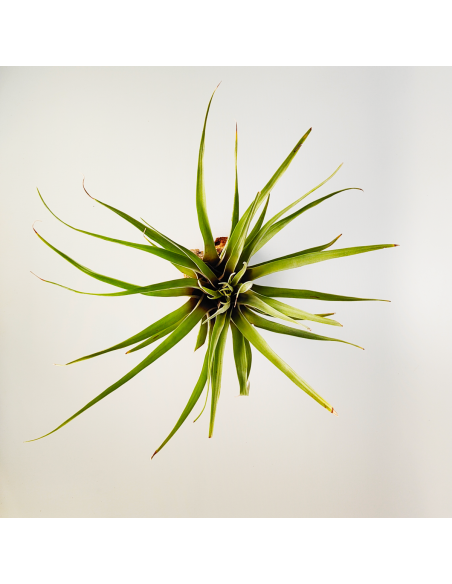 Tillandsia Barthlotti | Ecoterrazas.com